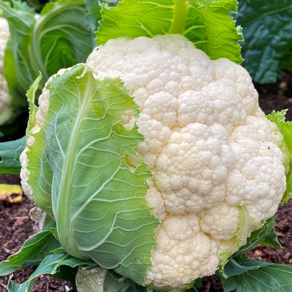 Vegetable Chappan Kaddu Seeds 001 Packs—1Kg - Image 2